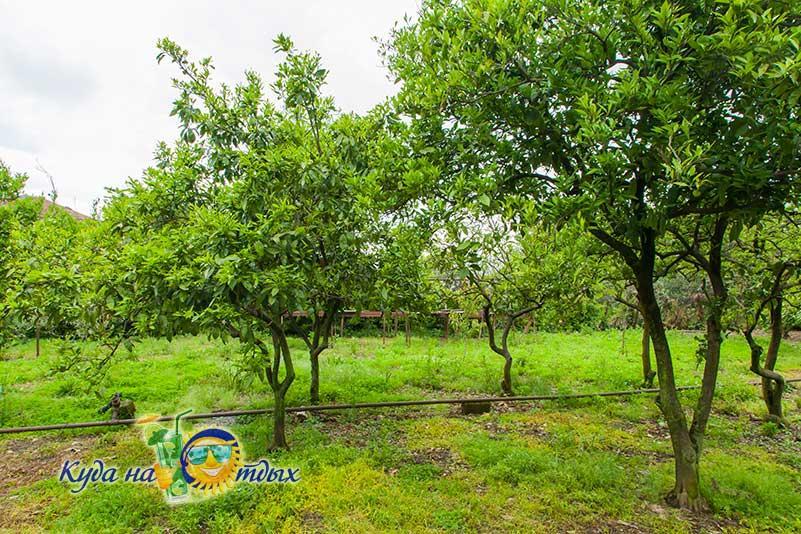 U Vili Otel Pitsunda Dış mekan fotoğraf