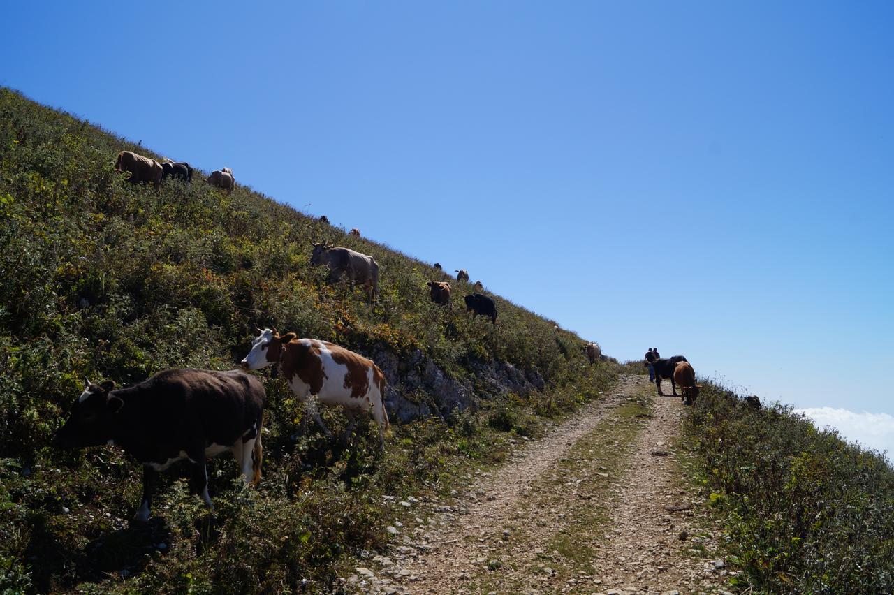 U Vili Otel Pitsunda Dış mekan fotoğraf