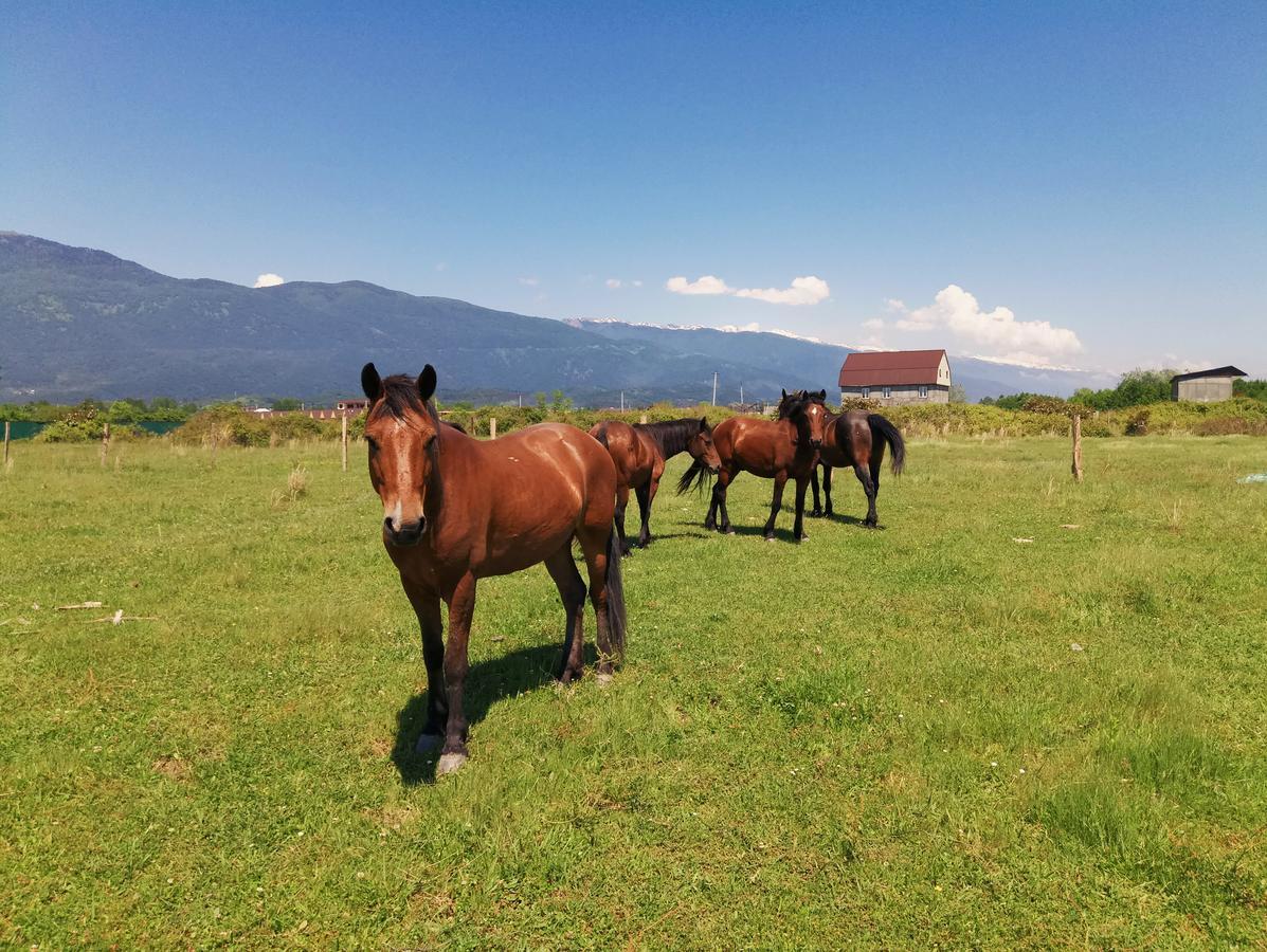 U Vili Otel Pitsunda Dış mekan fotoğraf